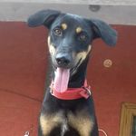 Tyson - @tysonindia001 - Instagram