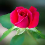 Indira Dedic - Facebook