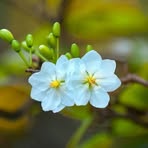 Indra Alam - Facebook