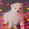 Indra Chhetri - @indra.chhetri35 - TikTok