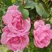 Ines Berg - Facebook