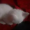 Ines Cabrera - @ines.cabrera09 - TikTok