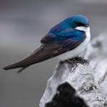 Swifts and Hirundines World - @swiftsandhirundinesworld - Instagram