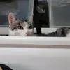 Inés.Taboada - @xkerloasum7 - TikTok
