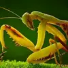 insectswars - @insectswars - TikTok