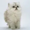 mariaineswelsh8 - @mariaineswelsh8 - TikTok