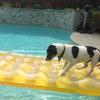 Inès white - @5claws4paws - TikTok