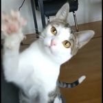 INES WHITETIPPED TAIL - @ines_whitetippedtail - Instagram
