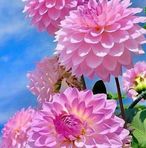 Ines Zamora - Facebook