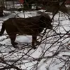 Chili Sally Pelle - @inez.dahlqvist - TikTok