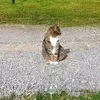 Inez♥️ - @inezdahl - TikTok