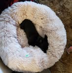 Inez Ferguson - Facebook