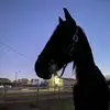 Kelly Inez Holt - @kellyinezholt - TikTok