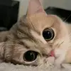 inezrichard313 - @inezrichard313 - TikTok