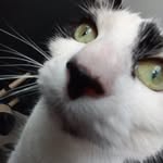 (　＾ω＾) - @inezromanowska - Instagram