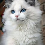 Ing tang - @tang.0217 - Instagram