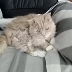 Inga-Liisa Norman - Facebook