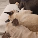 Inge Brown - @ingebrown71 - Instagram