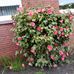Inge DeBuhr - Facebook