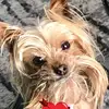 Biscuit - @ingecampbell555 - TikTok
