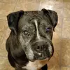 Mamadog722 - @dianecookhunsinge - TikTok