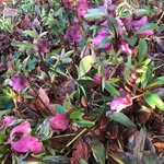 Inge Dahl Pedersen - @ingedahlpedersen - Instagram