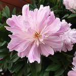 Inge Ebert - @ingewindrose08 - Instagram