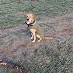 Inge Hundefreund - @ingehundefreund - Instagram