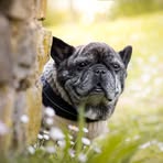 Inge Fuchs - Facebook