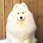 Schrödinger the Samoyed | Service Dog - @schrodingerclarkholmes - Instagram