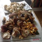 Inge Jacobsen - @inge8308 - Instagram