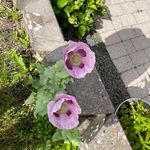 Inge Lise Jacobsen - @inge.jacobsen - Instagram