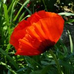 _inge_reichardt_ - @kaffeemadl_1 - Instagram