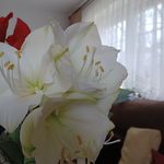Inge Reichenbaecher - @ingereichenbacher - Instagram