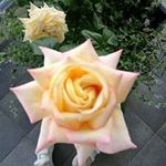 Inge Rogers - @rogersinge - Instagram