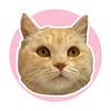 Ginger and Friends - @gingerush - TikTok