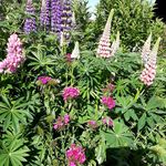Inge Scholz - @inge_scholz_ - Instagram