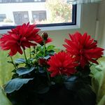 Inge Scholz - @i_h_scholz - Instagram