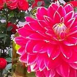 Inge Sørensen - @ingehelmersorensen - Instagram