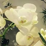 Inge Ulrich - @ing2206 - Instagram