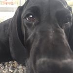 Inge Williams - @ings.the.pup - Instagram