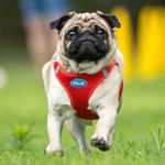 Bockmops Ingeborg - @ingeborgderbockmops - Instagram