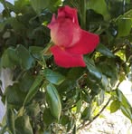 Ingeborg Dehn - Facebook