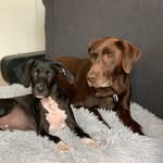 Ginger & Bruce 🐕🐕‍🦺 - @ginger_u_bruce - Instagram