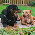 Ginger & Bruce 🐾 🇧🇭 - @gingerandbruce - Instagram
