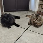 Ginger&Bruce - @ginger_and_bruce - Instagram