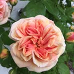 Inger Carlsson - Facebook