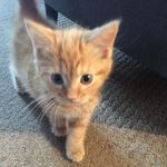 Ginger_the_Cat - @g_inger.clark - Instagram
