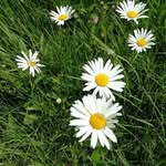 Inger Heintze - @ingerheintze - Instagram