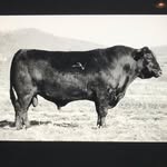 Ginger Hill Angus - @gingerhillangus - Instagram